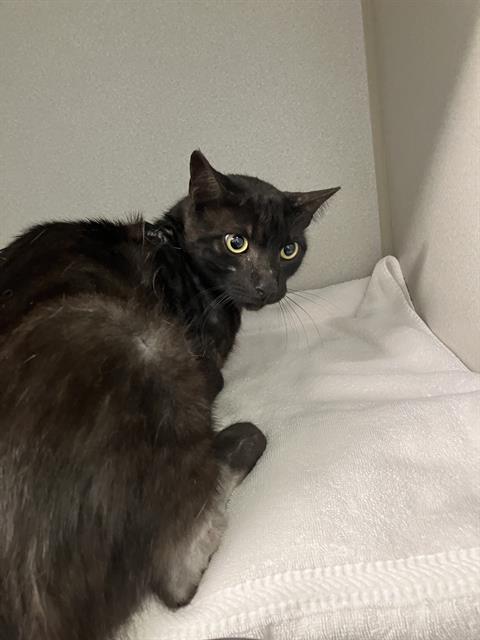 Shelter Stray Male Cat last seen Near BLK JUNIPERO AVE, LONG BEACH CA, 90804, 7700 E Spring St, Long Beach, CA 90815, USA