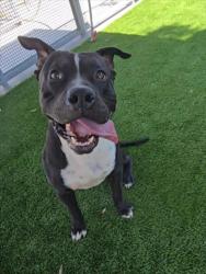 Shelter Stray Male Dog last seen , 1850 W 60th St, Los Angeles, CA 90047, USA