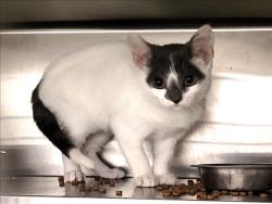 Shelter Stray Male Cat last seen , 1850 W 60th St, Los Angeles, CA 90047, USA