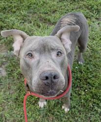 Shelter Stray Male Dog last seen Near BLOCK NW 19 ST, FORT LAUDERDALE FL 33311, 2400 SW 42nd St, Fort Lauderdale, FL 33312, USA