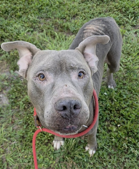 Shelter Stray Male Dog last seen Near BLOCK NW 19 ST, FORT LAUDERDALE FL 33311, 2400 SW 42nd St, Fort Lauderdale, FL 33312, USA