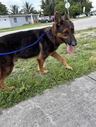 Shelter Stray Male Dog last seen Near BLOCK NW 158TH ST, 3599 NW 79th Ave, Doral, FL 33122, USA