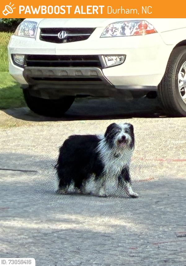 Found/Stray Unknown Dog last seen Ashford Lane, Durham, NC 27713