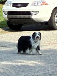 Found/Stray Unknown Dog last seen Ashford Lane, Durham, NC 27713