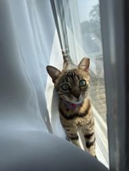 Reunited Female Cat last seen 49th st ne, Washington, DC 20019