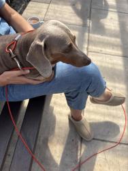 Found/Stray Female Dog last seen Finborough Road l4, Merseyside, England L4