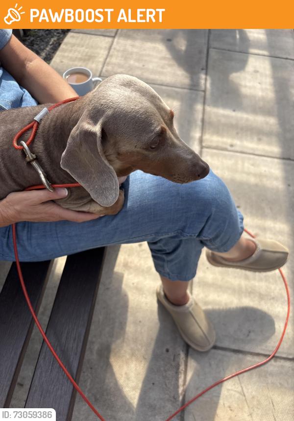 Found/Stray Female Dog last seen Finborough Road l4, Merseyside, England L4