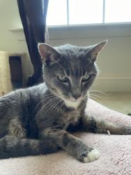 Reunited Female Cat last seen Gabe circle , Downingtown, PA 19335