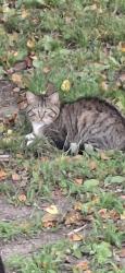 Found/Stray Unknown Cat last seen E.29th and Hubbell ave, Des Moines, IA 50317