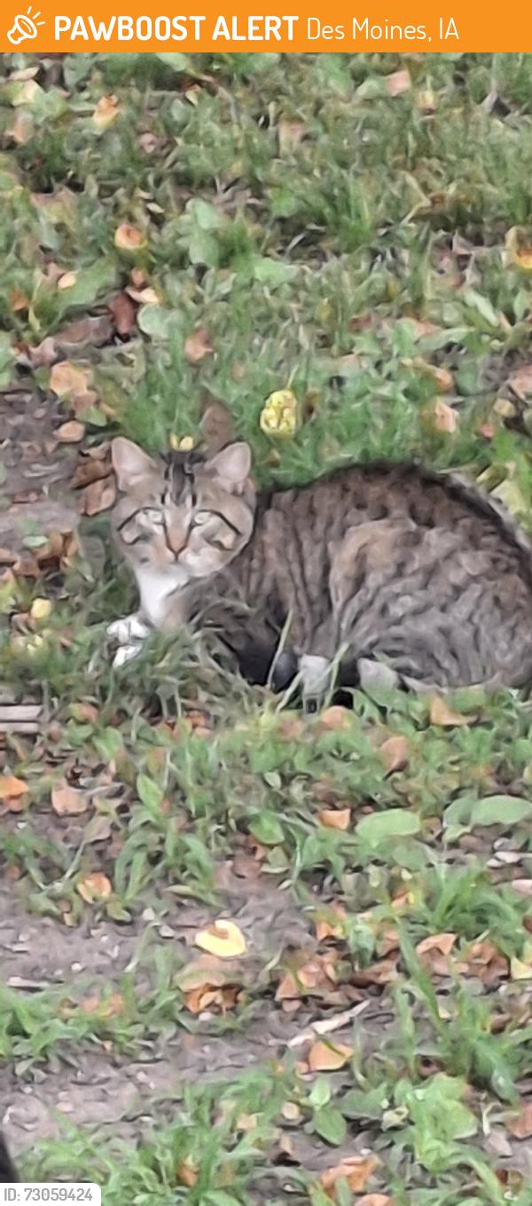 Found/Stray Unknown Cat last seen E.29th and Hubbell ave, Des Moines, IA 50317