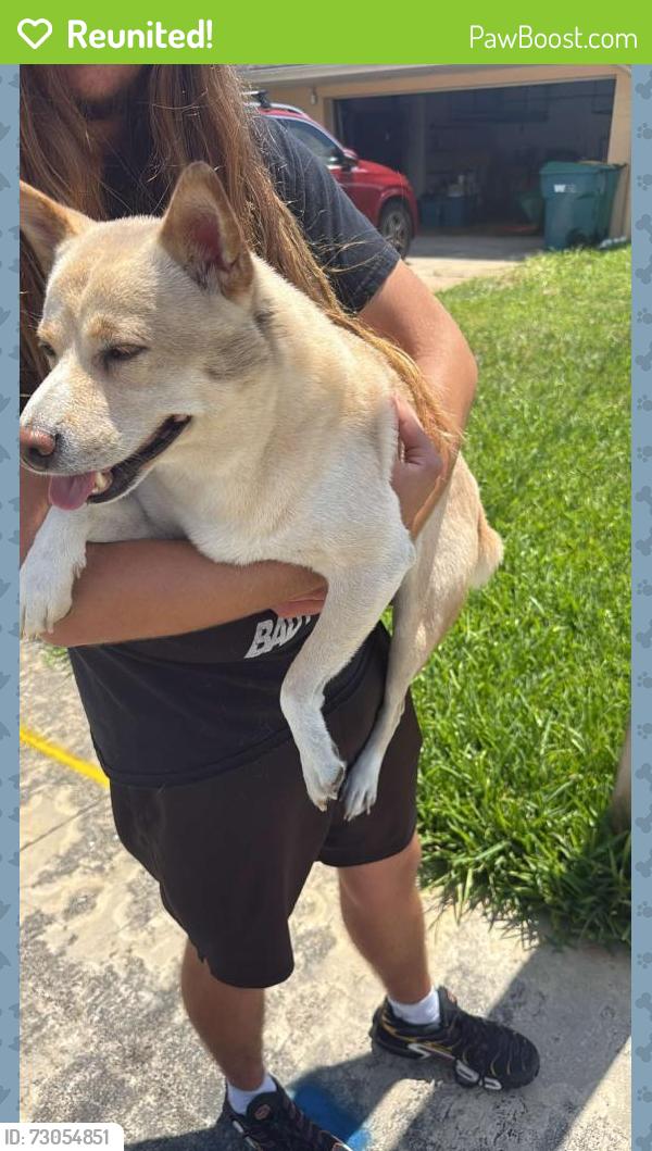 Reunited Male Dog last seen New Hampton Way and Richland Ave, Merritt Island, FL 32952