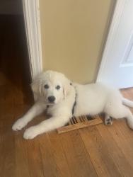 Reunited Female Dog last seen Near Chestnut Hill RD SW, Marietta, GA 30064