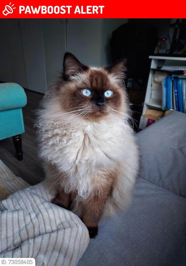 Lost Male Cat last seen Near Inkerman Drive and Amersham Road, Hazlemere, England HP15 7JG