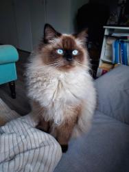 Lost Male Cat last seen Near Inkerman Drive and Amersham Road, Hazlemere, England HP15 7JG