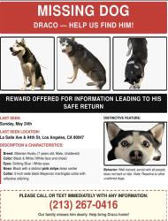 Lost Male Dog last seen La Salle and 94th st, Los Angeles, CA 90047