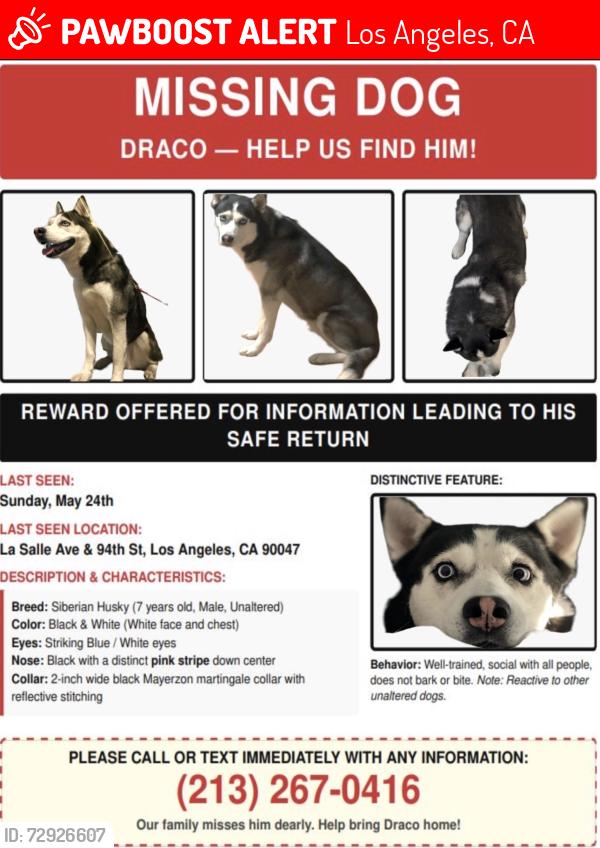 Lost Male Dog last seen La Salle and 94th st, Los Angeles, CA 90047
