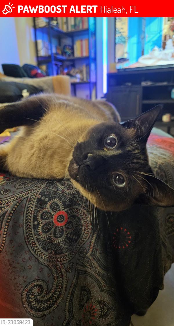 Lost Male Cat last seen Near lane and 46 st, Hialeah, FL 33012