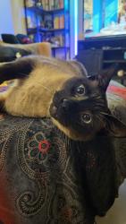 Lost Male Cat last seen Near lane and 46 st, Hialeah, FL 33012