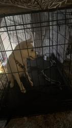 Found/Stray Female Dog last seen Jaycee park, Tempe, AZ 85281