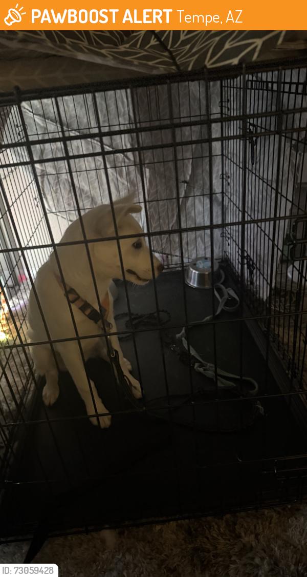 Found/Stray Female Dog last seen Jaycee park, Tempe, AZ 85281