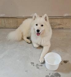 Found/Stray Female Dog last seen West Hanover Twp , West Hanover Township, PA 17112