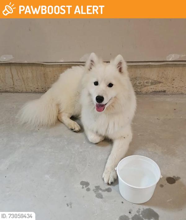 Found/Stray Female Dog last seen West Hanover Twp , West Hanover Township, PA 17112