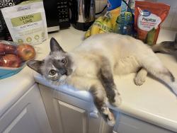 Lost Female Cat last seen American fork recreation center, American Fork, UT 84003