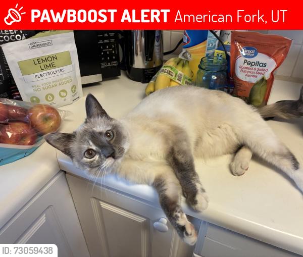 Lost Female Cat last seen American fork recreation center, American Fork, UT 84003