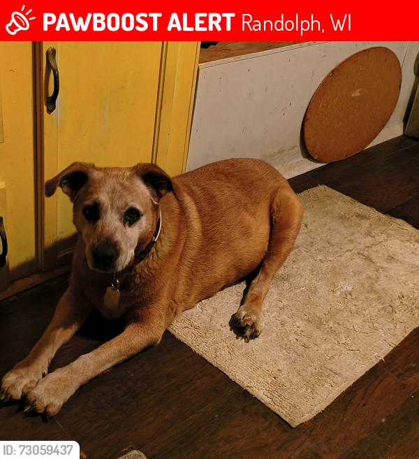 Lost Female Dog last seen Lost historical society and Leaders bar near Randolph, Randolph, WI 53956