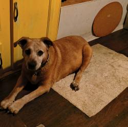 Lost Female Dog last seen Lost historical society and Leaders bar near Randolph, Randolph, WI 53956