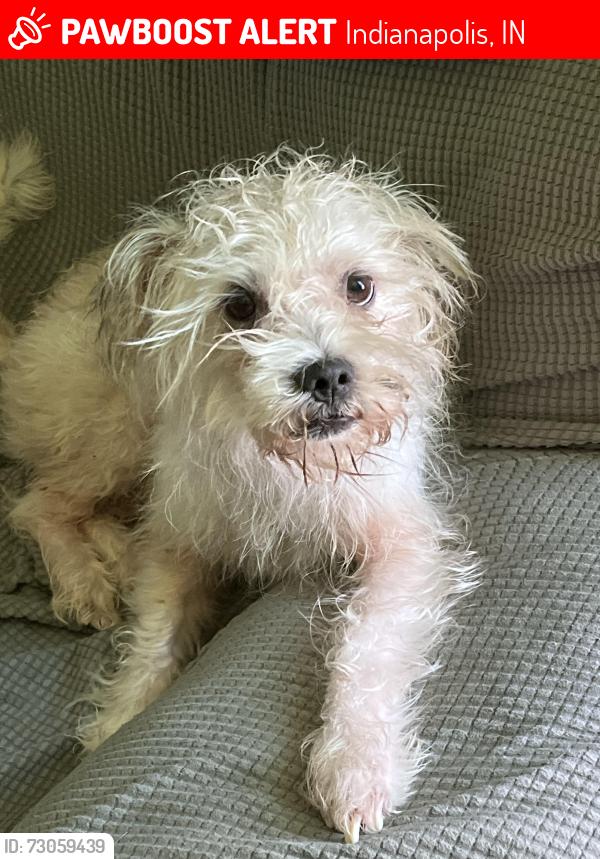 Lost Male Dog last seen Near N Keystone Ave Indianapolis, IN  46218 United States, Indianapolis, IN 46218