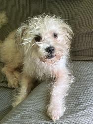 Lost Male Dog last seen Near N Keystone Ave Indianapolis, IN  46218 United States, Indianapolis, IN 46218