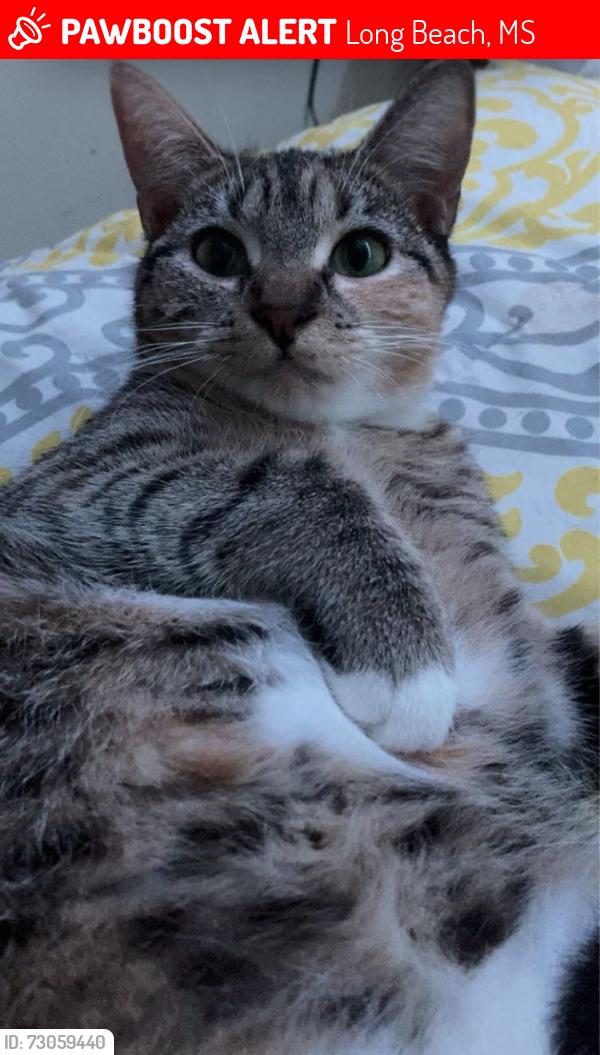 Lost Female Cat last seen W Old Pass Road, Long Beach, MS 39560