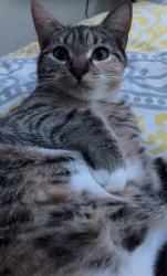 Lost Female Cat last seen W Old Pass Road, Long Beach, MS 39560