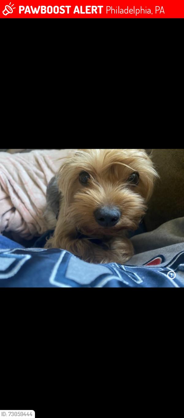Lost Male Dog last seen susquehanna, Philadelphia, PA 19121