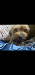 Lost Male Dog last seen susquehanna, Philadelphia, PA 19121