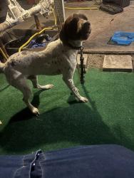 Reunited Male Dog last seen Drew st and Saturn Ave , Clearwater, FL 33758