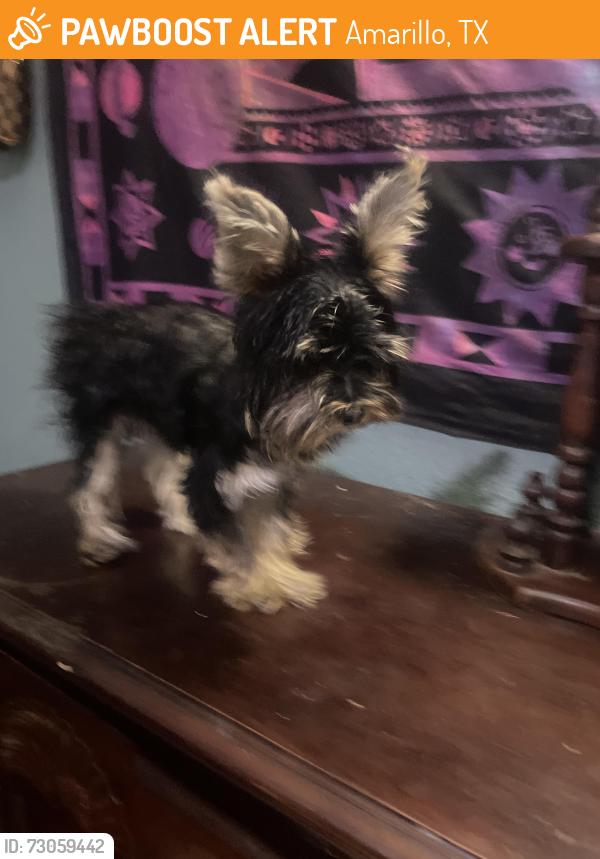 Found/Stray Female Dog last seen Dale and mirror st, Amarillo, TX 79101