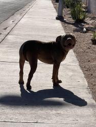 Found/Stray Male Dog last seen East mcleod and Mojave, Paradise, NV 89123