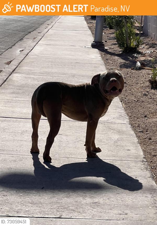 Found/Stray Male Dog last seen East mcleod and Mojave, Paradise, NV 89123