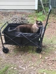 Lost Female Cat last seen Masonboro Loop Rd by Country Store & Navaho Trail, Wilmington, NC 28409