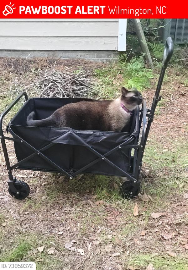 Lost Female Cat last seen Masonboro Loop Rd by Country Store & Navaho Trail, Wilmington, NC 28409