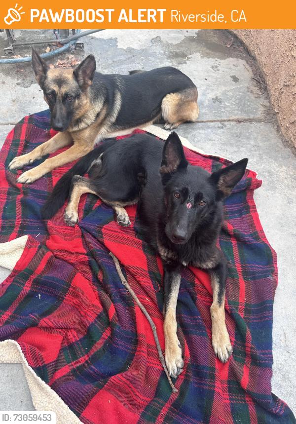 Found/Stray Unknown Dog last seen Van Buren , Riverside, CA 92504