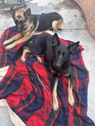 Found/Stray Unknown Dog last seen Van Buren , Riverside, CA 92504