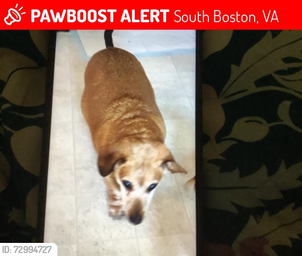 Lost Male Dog last seen Bill Tuck Hwy, South Boston, VA 24592