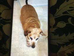 Lost Male Dog last seen Bill Tuck Hwy, South Boston, VA 24592