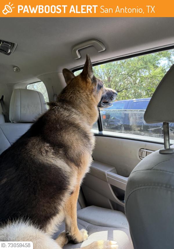 Found/Stray Male Dog last seen Shavano Ridge subdivision, San Antonio, TX 78230