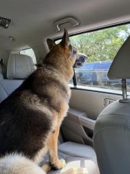 Found/Stray Male Dog last seen Shavano Ridge subdivision, San Antonio, TX 78230