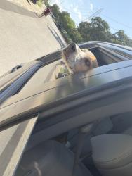 Found/Stray Male Dog last seen Shavano ridge, San Antonio, TX 78230