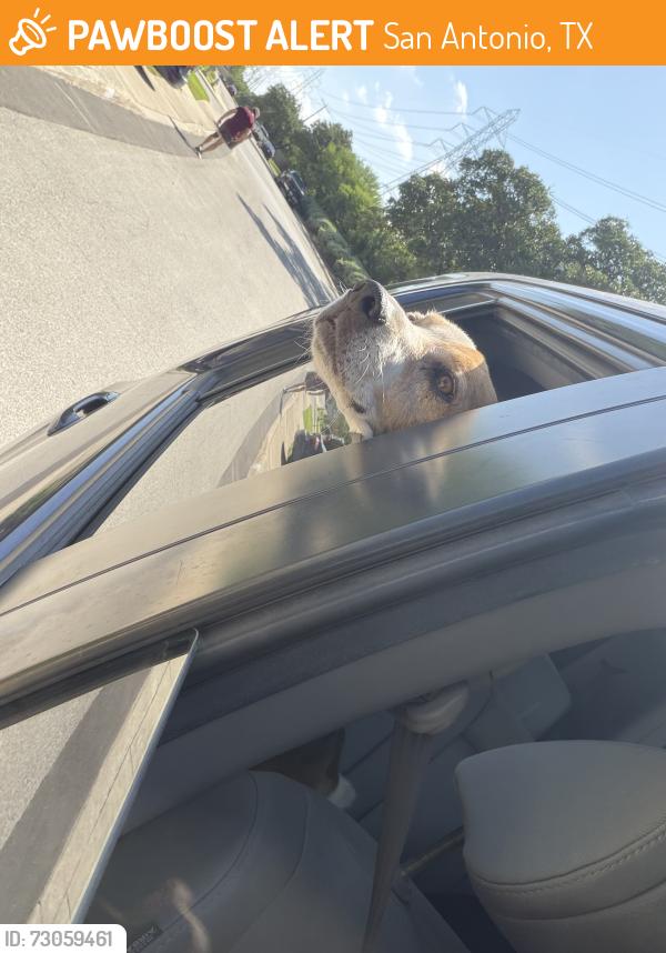 Found/Stray Male Dog last seen Shavano ridge, San Antonio, TX 78230